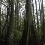 thou - we pass like night