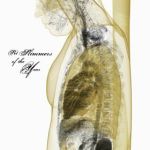 Pet Slimmers Of The Year – … And The Sky Fell