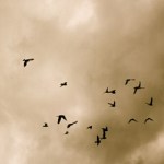 Becoming The Lion - UC